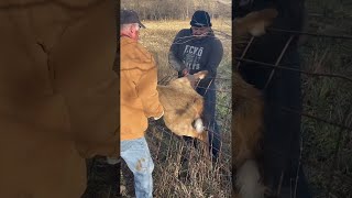 Deer Stuck on Fence Rescued by Workers || ViralHog