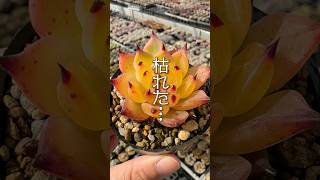 【タネから多肉】上手に育てられない？大丈夫！ #shorts  #エケベリア #観葉植物 #succulent