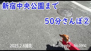 新宿中央公園まで50分さんぽ②