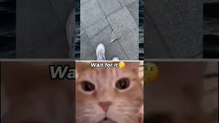 #cat #memes #funny #humormemes # youtube#funny