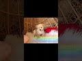 トイプードル　ブリーダー　子犬