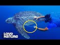 Struggling Sea Turtle Saved from Fishing Net | Love Nature