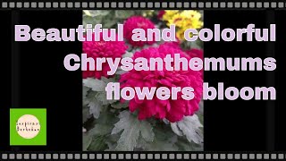 Beautiful and colorful chrysanthemum flowers bloom for your home garden