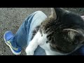 【野良猫】こちらの猫ちゃんもすぐ膝の上に乗ってきます。【地域猫】