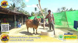 บุกเยี่ยมคอกก่อนชน คู่ที่ 5 ลังสาดทรัพย์เพชร (พระเอกภูธร) ทำการชนวันที่ 22 กุมภาพันธ์ 2568