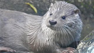 歐亞水獺 吃泥鰍 20210510 A Taipei Zoo Eurasian Otter