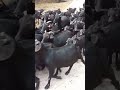 সরকারি ছাগল উন্নয়ন খামার viral goat goatfarming