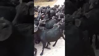 সরকারি ছাগল উন্নয়ন খামার#viral #goat #goatfarming