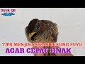 TIPS DAN CARA MENJINAKKAN BURUNG PUYUH