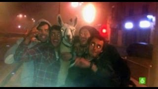 Roban una llama de un circo de Burdeos y se la llevan de fiesta en tranvía