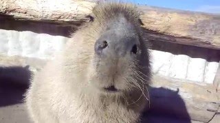 【動物】鳴きながら寄ってくるカピバラ　Capybara which approaches while calling