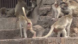 Temple Phra Prang Sam Yod - Monkey temple - Thailand