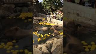 カピバラさん　温泉　Capybara in outdoor hot spring