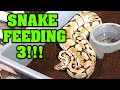 FEEDING MORE SNAKES!!  Here you will see some that will be breeding, and a few that did.