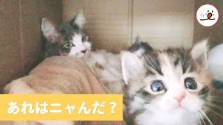 ママの周りを探検する好奇心旺盛な子ニャンコ🐾【PECO TV】