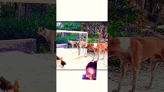 అద్దం var dog. #mirrorprank #animals #comedy #funny