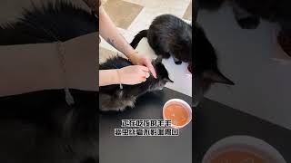 驱虫日大工程第一步先找猫，技术含量贼高，不会重复驱虫的哈哈#猫咪日常   抖音