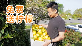 免费柠檬大放送，参加母婴展（新西兰 Harold Vlog 596）