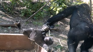 In the end, Gentaro loots Kintaro. Mom is worried [Kyoto City Zoo]