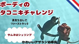 [アザラシ幼稚園]12/3 ボーディ、チーズ、シュリンプの一日です。ボーディがタコニキチャレンジします🧡概要欄もご覧ください🌟