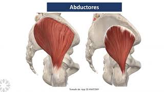 Biomecánica de la cadera