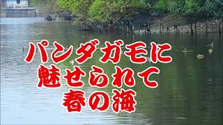 パンダガモに魅せられて 春の海2023 枚方山田池公園