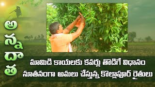 Fruit cover technology first time in Telangana - adoption by mango farmers of Nagarkurnool | ETV