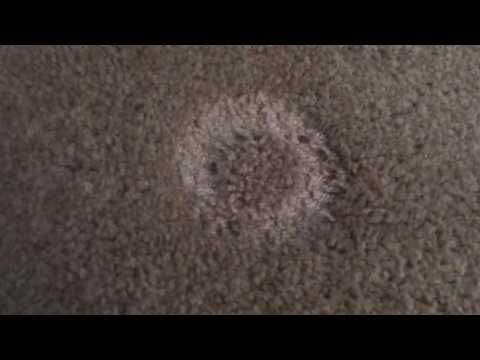 Bed bugs - Hiding in Carpet Bed bugs - Hiding in Carpet