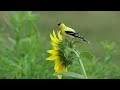 pájaros legendarios 2 las preciosidades de la naturaleza continúan