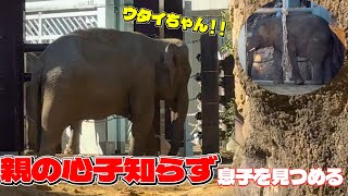 見つめているママに気付かないアルンくん！【‎2025年‎2月4日】【上野動物園】アジアゾウ