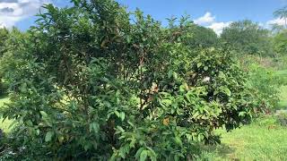 To prune or not pink guava tree