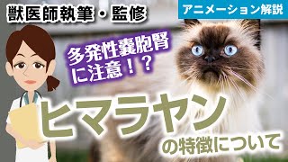 ヒマラヤンの特徴や気を付けたい病気など【獣医師執筆監修】