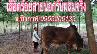 พ่อพันธุ์บรามัน100รับผสมจริง0886645883