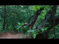 4k rain walking in the forest. 울창한 숲속을 비를 맞으며 하염없이 걷습니다.