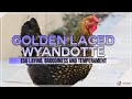 Golden Laced Wyandotte Egg Laying, Broodiness and Temperament