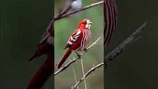 world's most beautiful birds!! beautiful nature#instagram shortfeed#youtubeshorts#birds#viral#bird