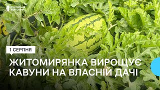 Житомирянка вирощує кавуни на власній дачі – вага однієї ягоди понад чотирнадцять кілограмів