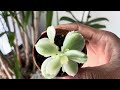 plant tour part 1 hoya orchids succulents cactus and more houseplants