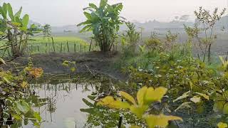 শীতের গোধূলি বেলায় আছি কালকিনিতে কৃষি কালচার খামারে#কৃষিকালচার #farming #farmbd