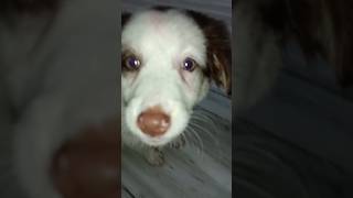 Reyansh's cutest friend ❤️❤️❤️😘😘#cutepuppy #doglover #puppy #love #viralvideo #shortsviral