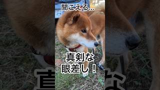 正午のチャイムに、違いを感じる力丸！#遠吠え #遠吠え犬 #柴犬 #柴犬のいる暮らし #柴犬の日常 #力丸