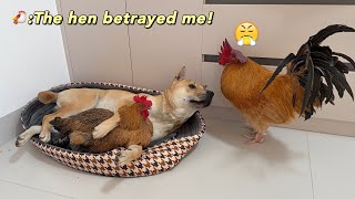 Dog so funny! The rooster suspected that dog and hen were having an affair, which was very annoyed!