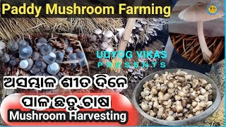 ଶୀତ ଦିନେ ପାଳ ଛତୁ ଚାଷ II winter mushroom II Process of winter mushroom farming II UDYOG VIKAS