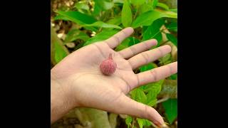 மரத்திலிருந்து பழுத்து விழுந்த அத்திப் பழம் | fig fruit fallen from tree 🍅#fig #fruits