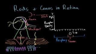 Vision: Photoreceptor Distribution in the Fovea