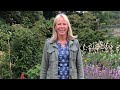 Taking Cuttings from Wallflowers