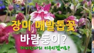 봄꽃 장미 매발톱 꽃 키우는 방법. 화분과 노지화초로 추천합니다.