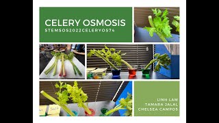 Celery Osmosis STEM SOS PBL