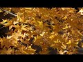 autumn leaves report kyoto gion ji temple jojakko ji temple and nison in temple