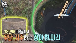 이 우물은 이제 제 집입니다. 38년째 시골 마을에서 무단 거주하는 우물 안 장어 한 마리┃the eel who lives in this village for 38 years